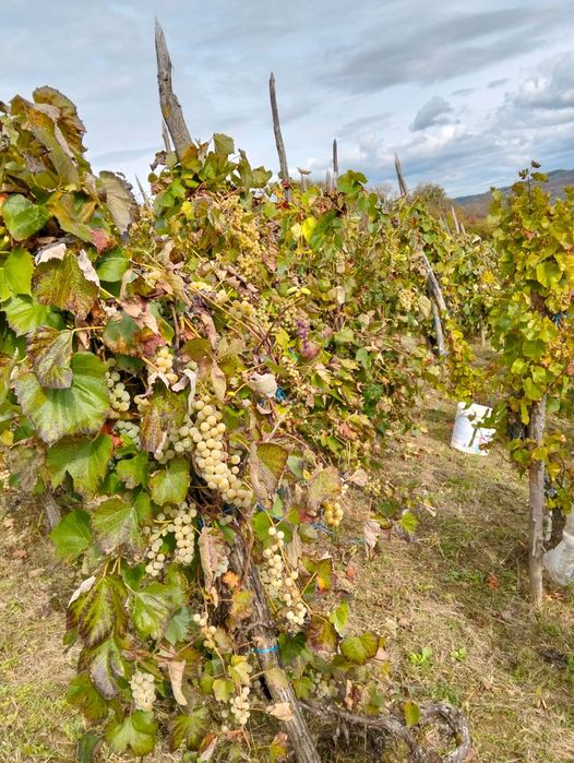500kg struguri de Nova pentru vin !
