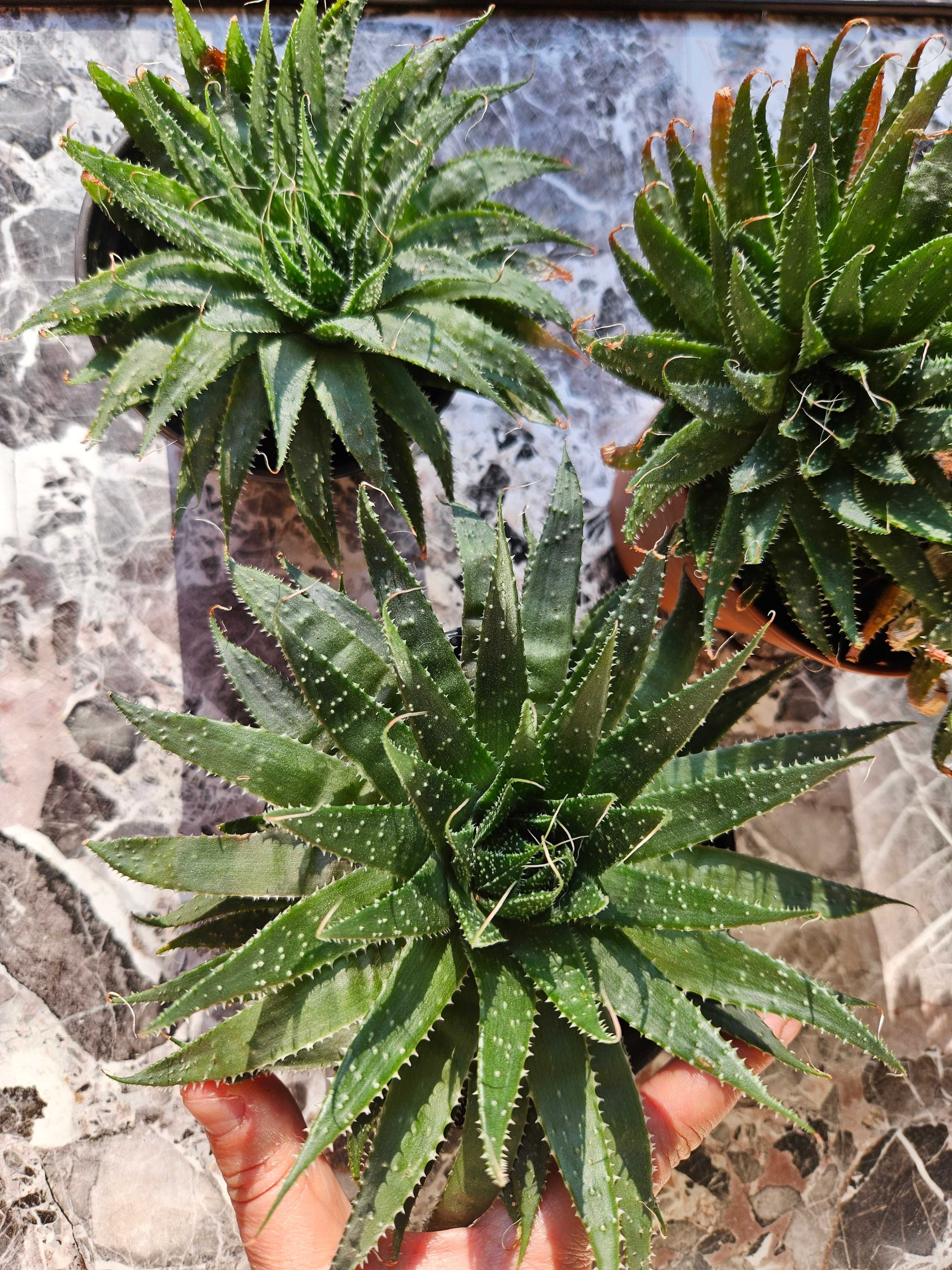 Алое Аристата / Aloe Aristata