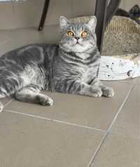 British silver tabby