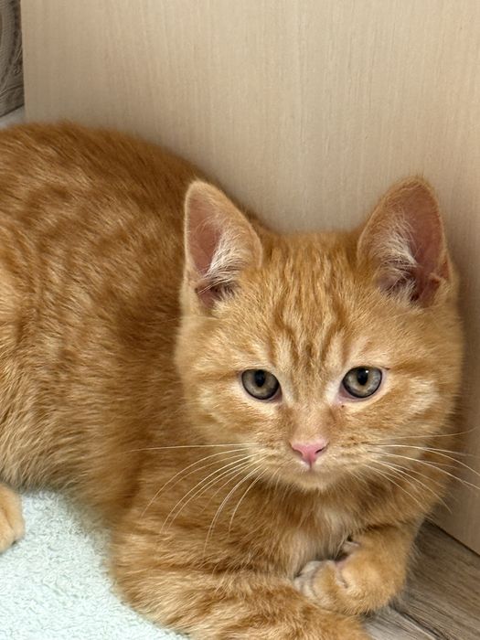 Котенок, мальчик, рыжий