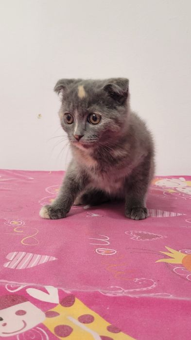 Scottish straight și scottish fold.