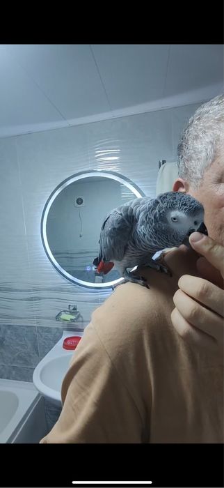 Продаю Жако попугай