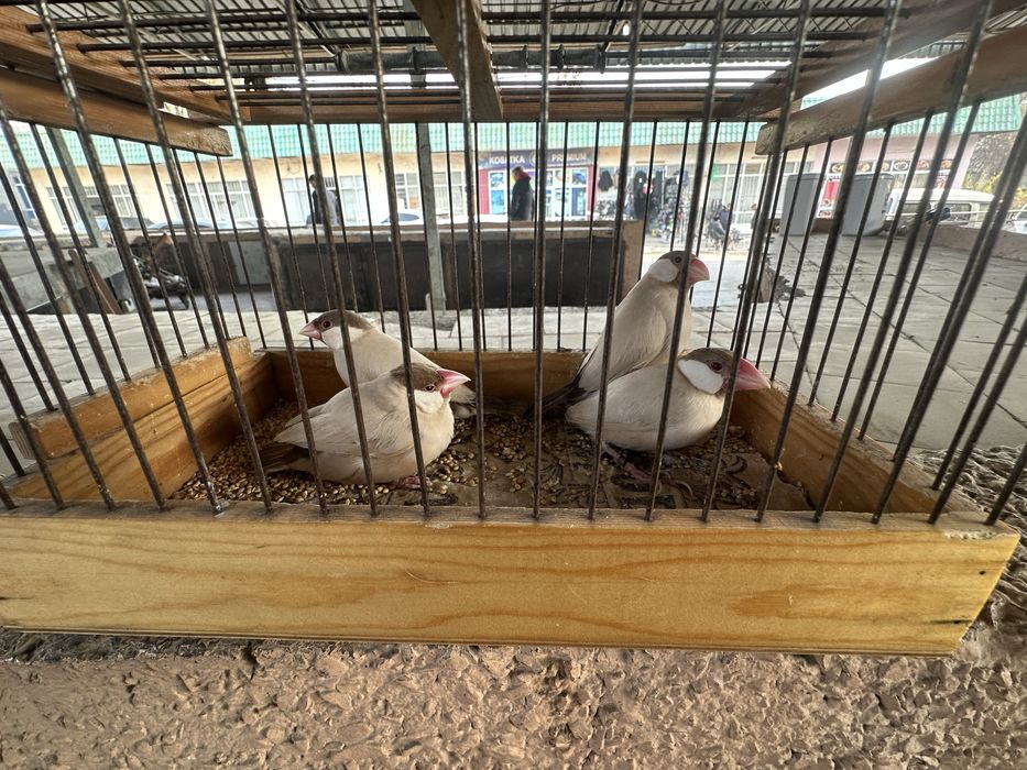 Рисовый Амадин 2 пары дешево