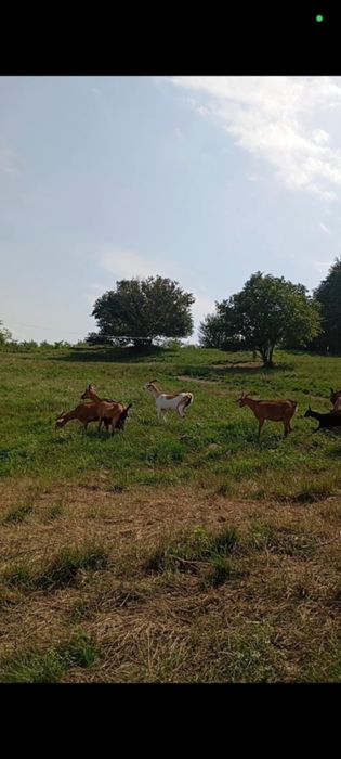Vand 19 Capre Alpine Franceze 2 iedute si un tap