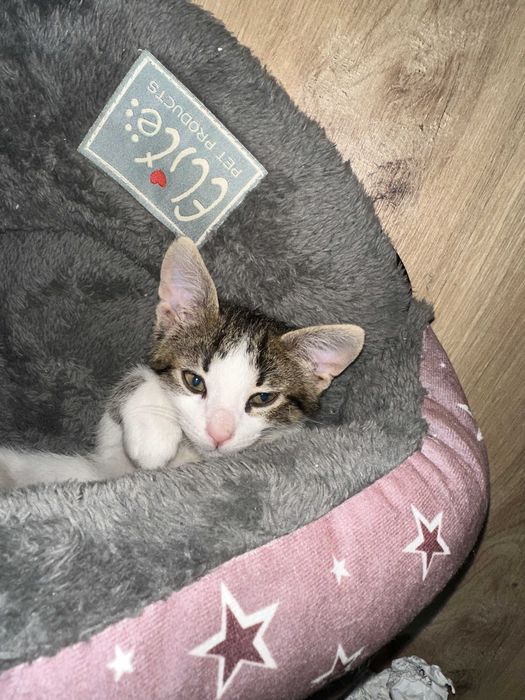 Малко игриво мъжко коте на 2 месеца с подарък креватче и играчки