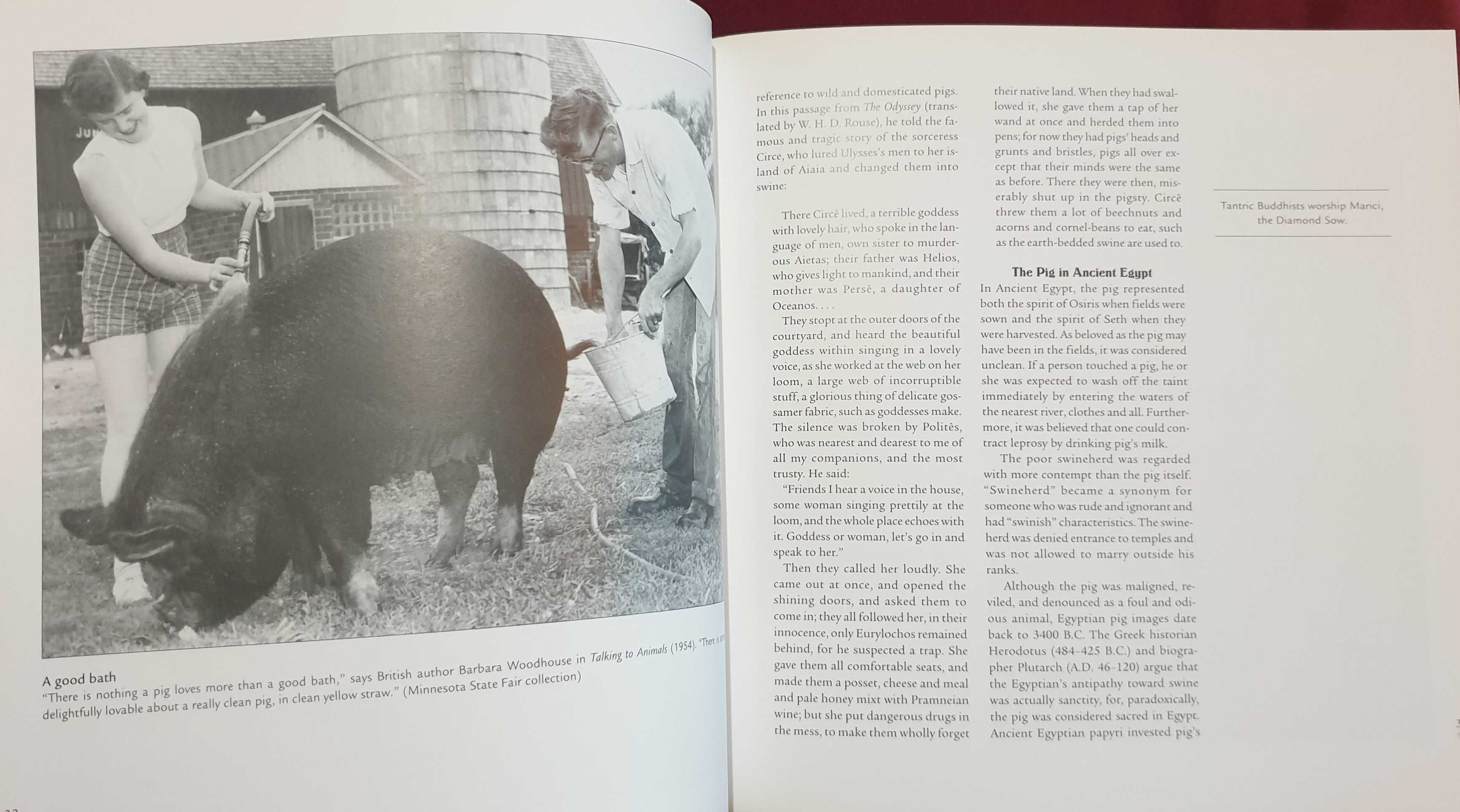 Илюстрирана история на прасетата / The Complete Pig