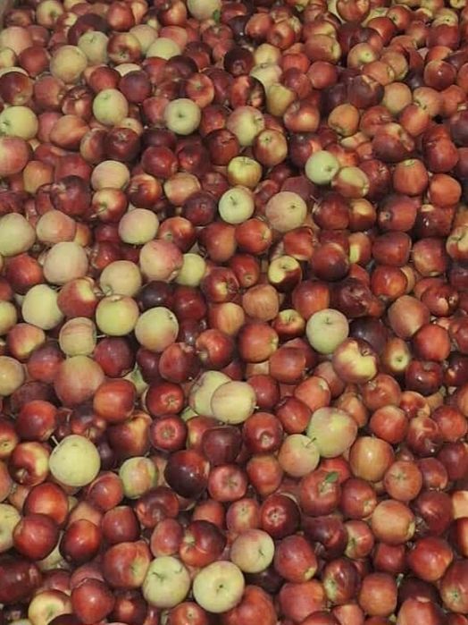 Vând mere pentru industrializare(pentru suc]