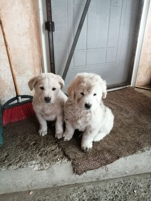 Donație pui de cățel, talie mare