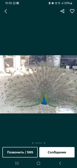 Павлиндер сатылады