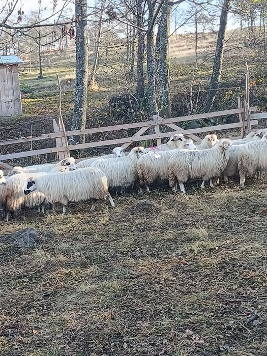 Vând oi și miei!