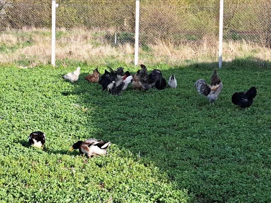 Rațe si  găini crescute în libertate