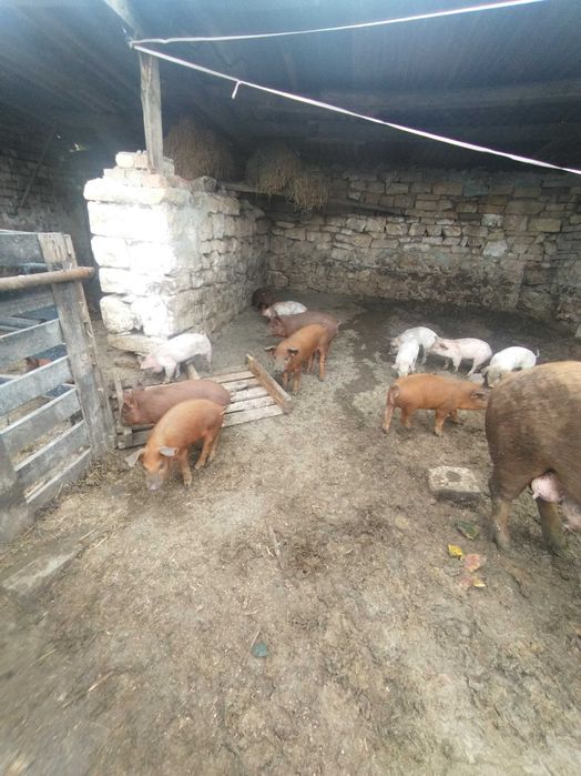 Прасенца а 60 дни