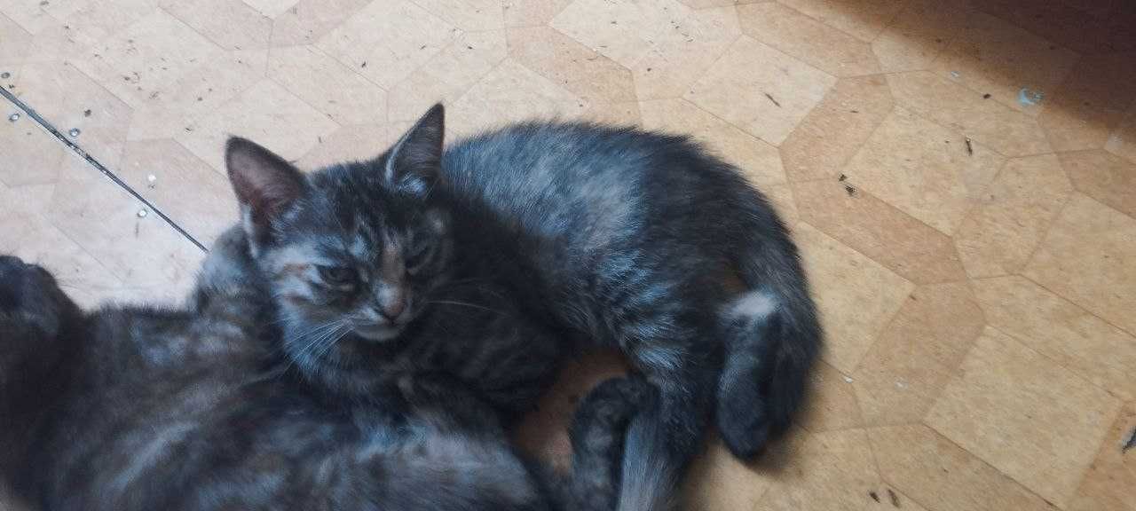Отдам котят в хорошие руки