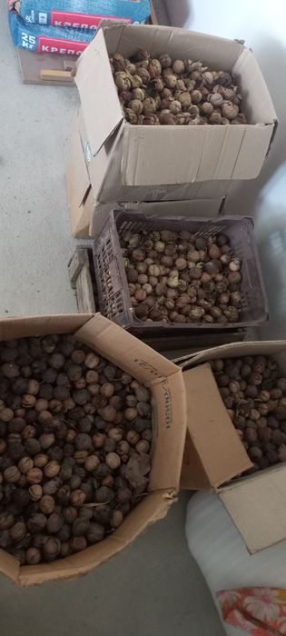 Орехи продам.надо чистить