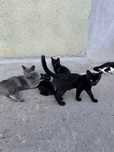 Pisici pentru adoptie