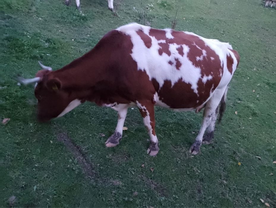 3 vacii de vanzare