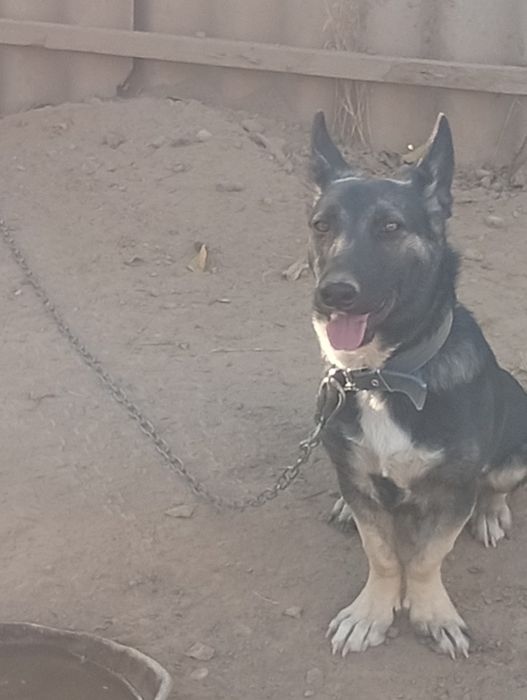 Собака ит кушык.