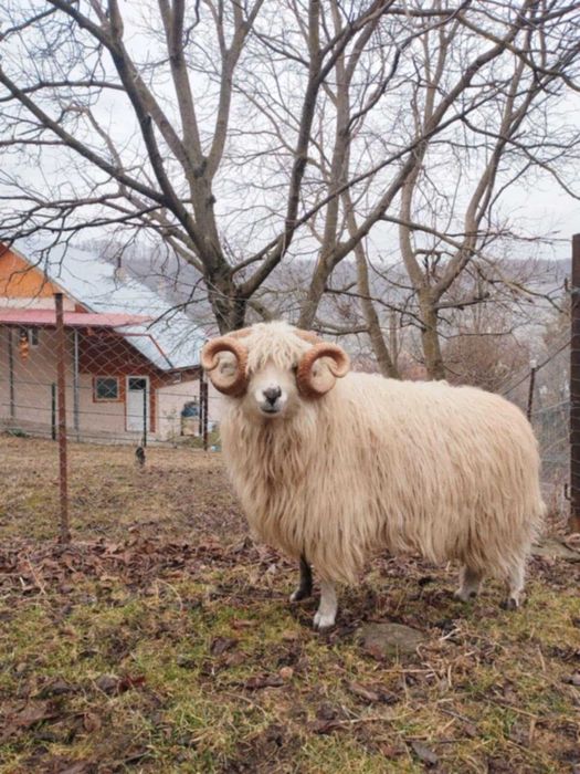 Vând 3 berbeci țurcani de ținut