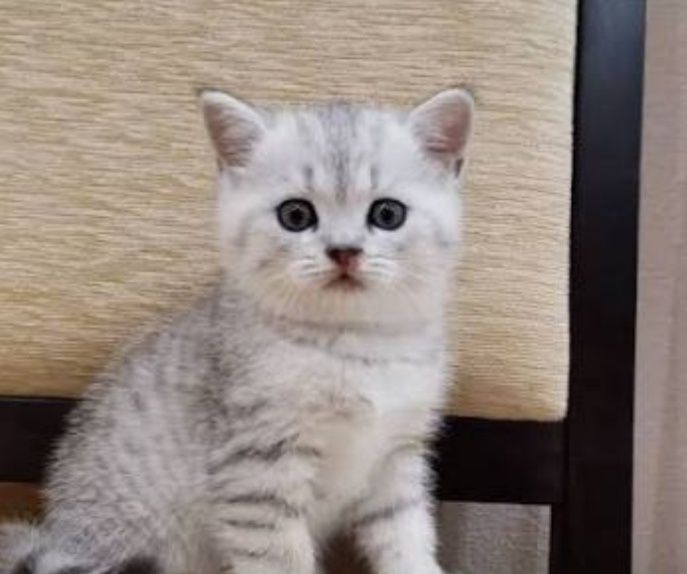 Шотландские плюшевые котята