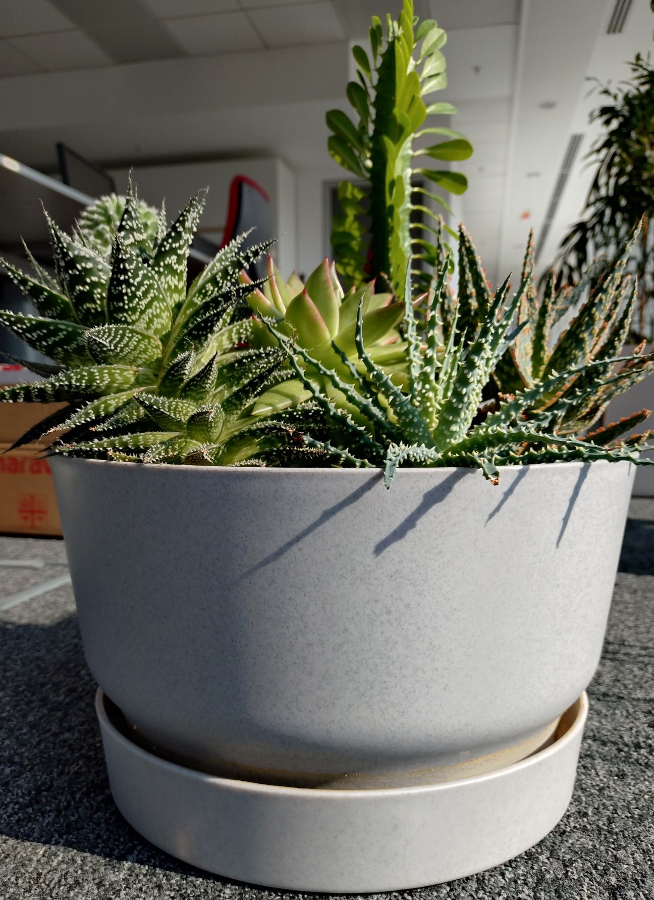 Ghiveci aranjament suculente Elho Aloe Euphorbia Echeveria Mammillaria