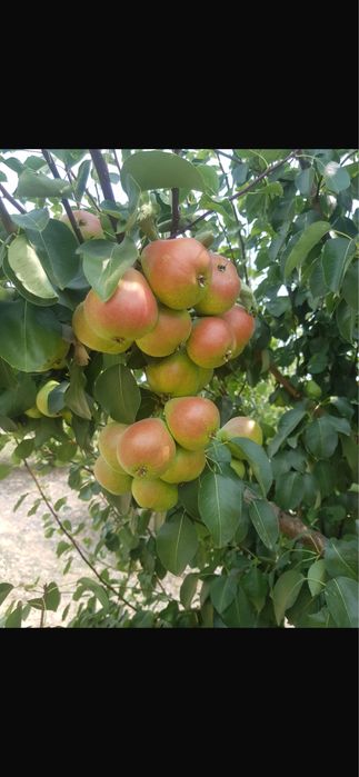 Pomi columnari pepiniera propie