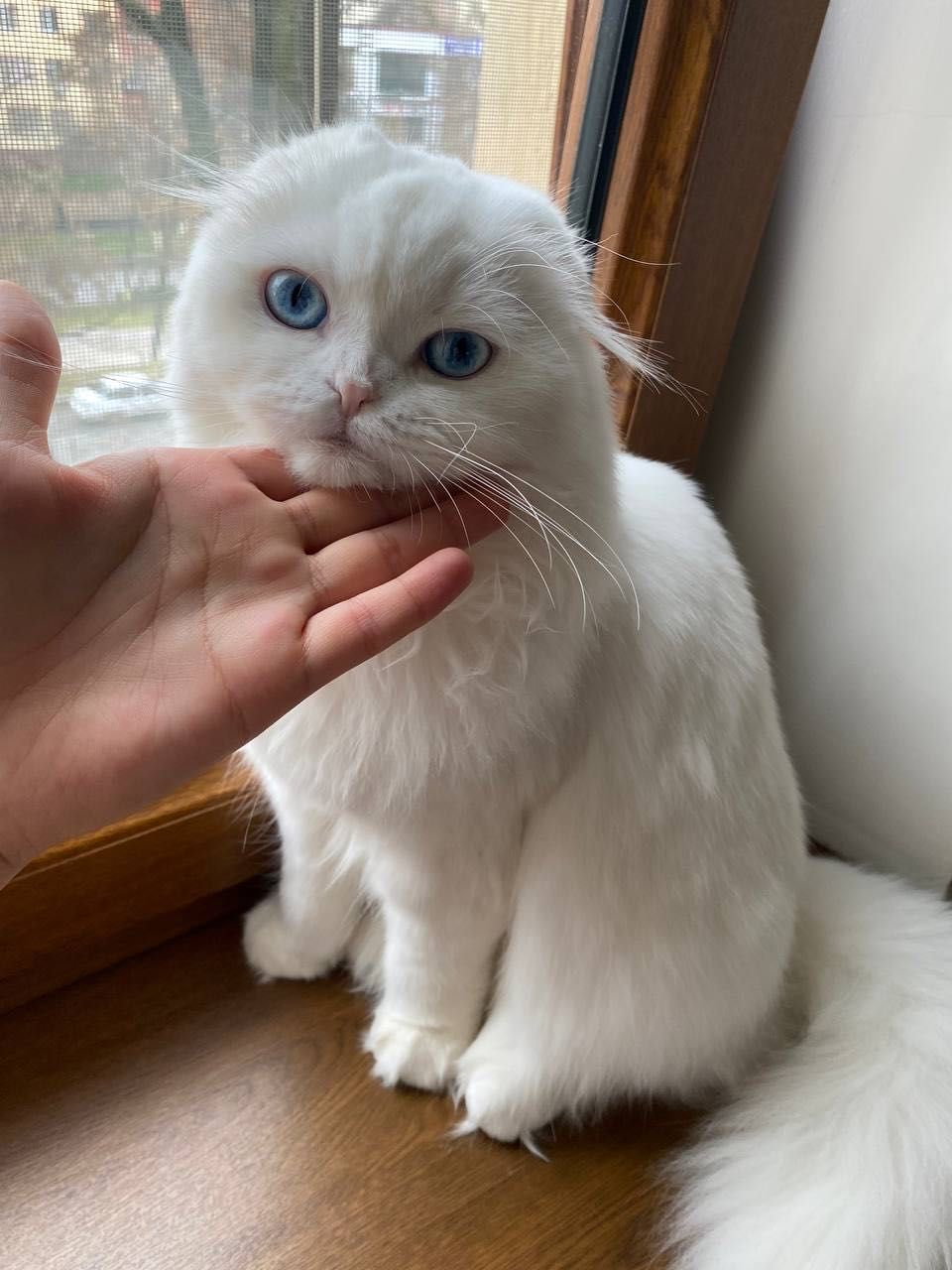 Пропал кот, белый хайленд вислоухий с голубыми глазами