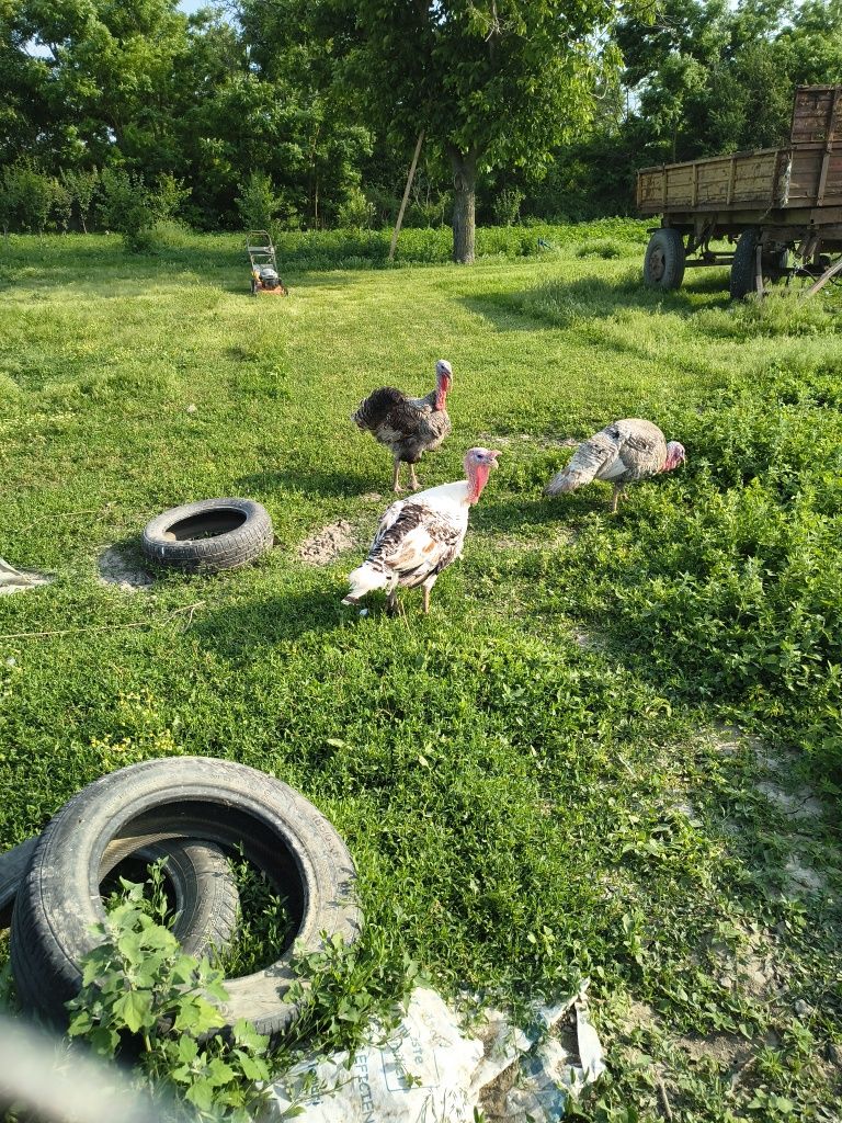 Vând curci și curcan pentru reproductie