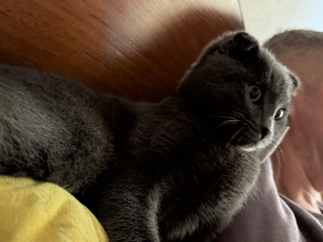 Отдам в хорошие руки кошку вислоухую 1 год