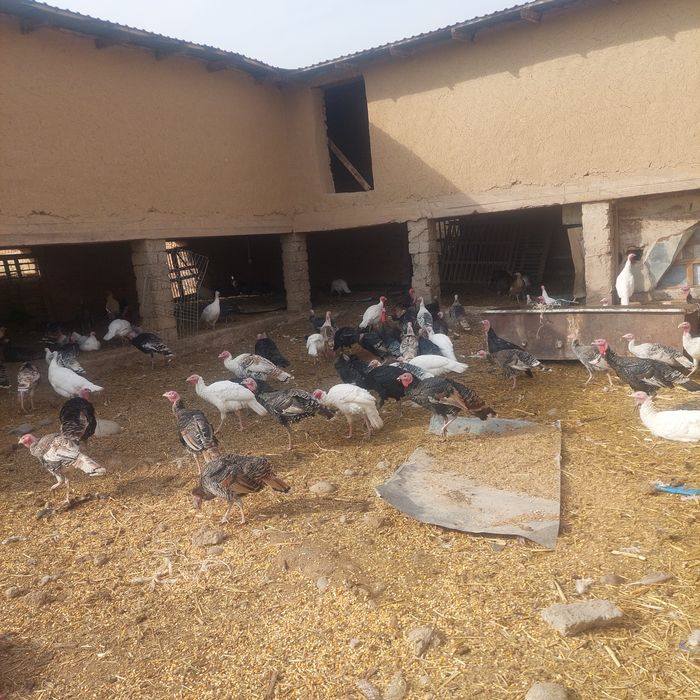 Kurakalar sotiladi Tuxum qoʻyiwi bowlagan