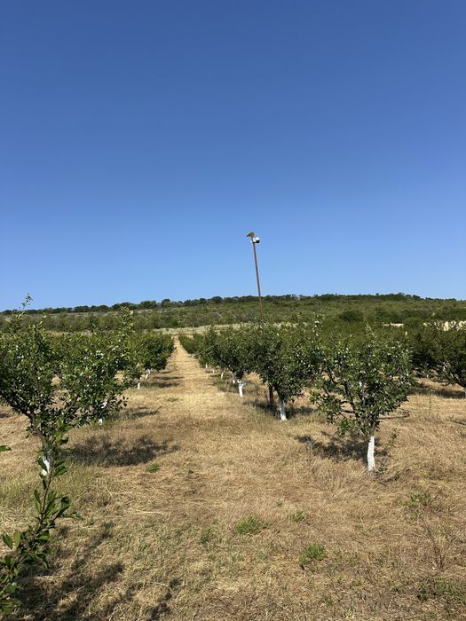 Vand 2,5 ha livada de PRUNI