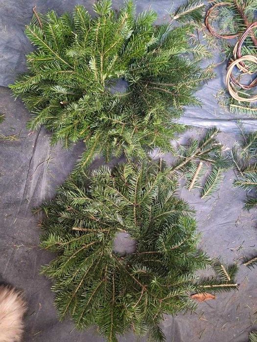 Coronițe brad – producție zilnică – prețuri en-gros