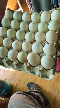 Oua rață PEKIN pentru incubație