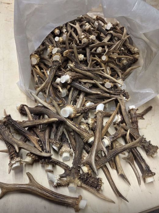 единични рога от сръндак