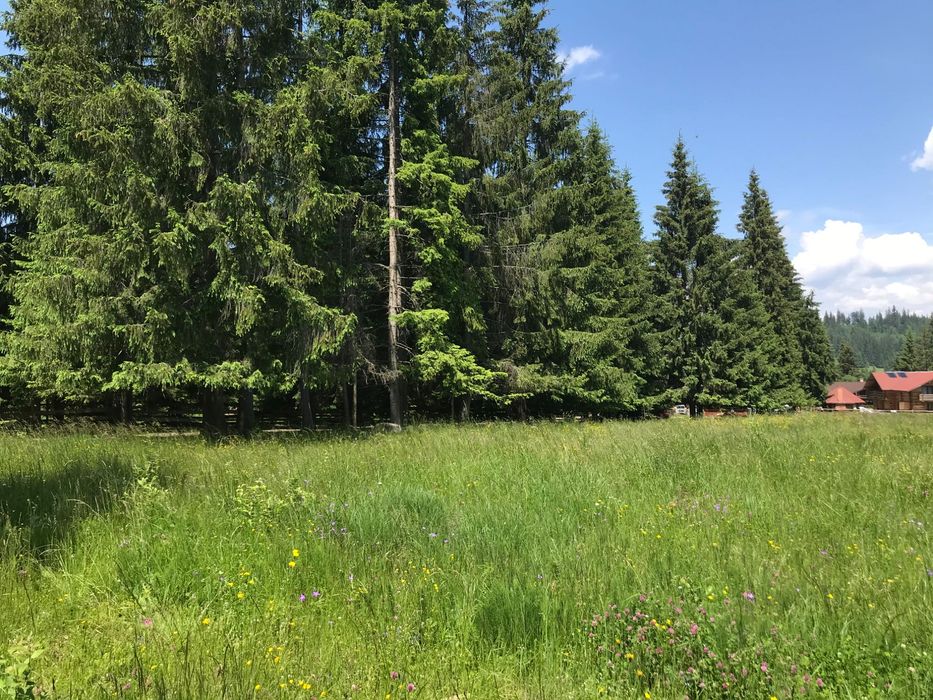 Teren de vis la munte Poiana Negri, lângă  pădure înconjurat de brazi