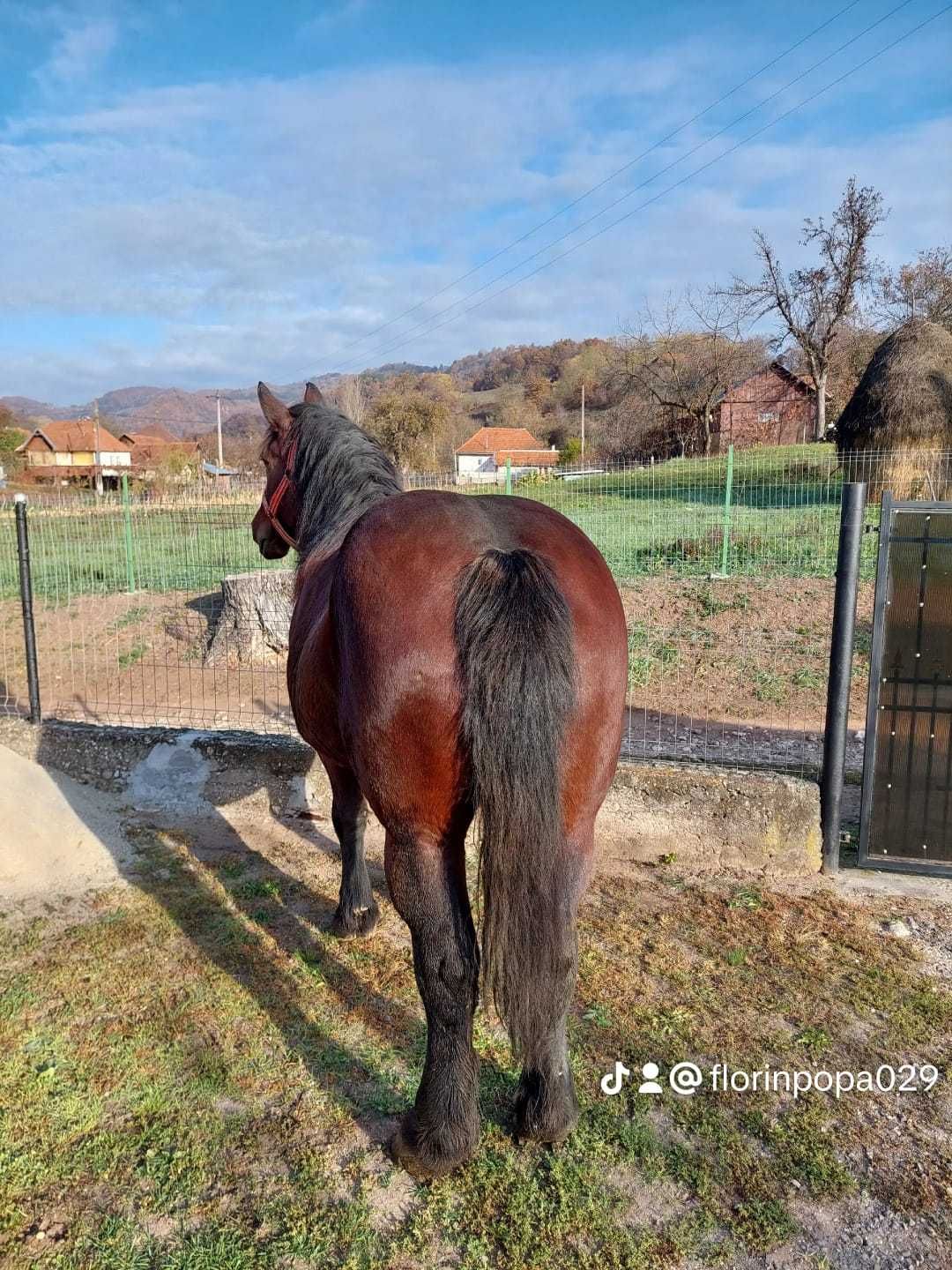 Vând Iapă. Detalii la telefon