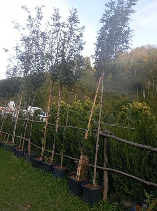 Plante din pepinieră proprie mesteacăn tei și platan