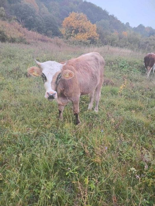 Junincă de vânzare – 1 an și 4 luni, gestantă în 3 luni