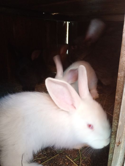 Продам кроликов разных возрастов