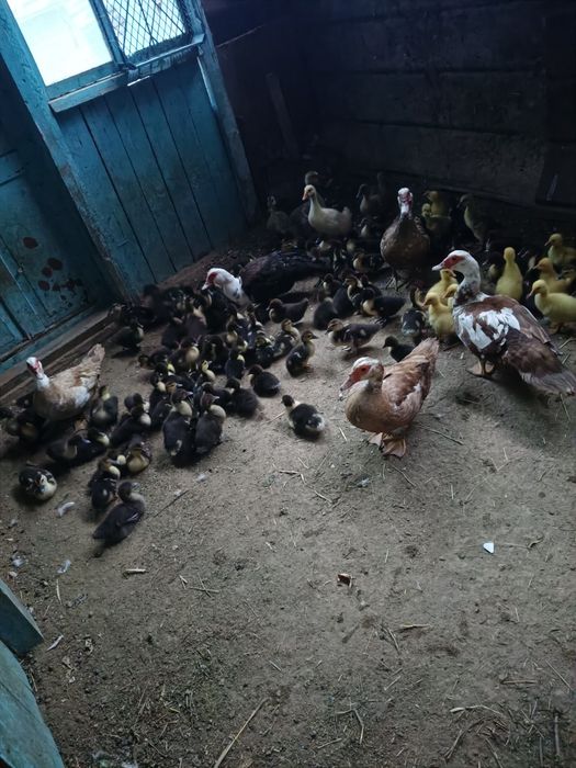 Утки сельхоз животный