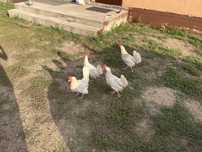 Тауық кур 4 штук