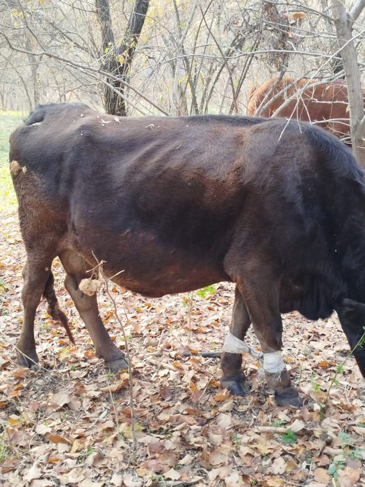 Продам дойную корову.