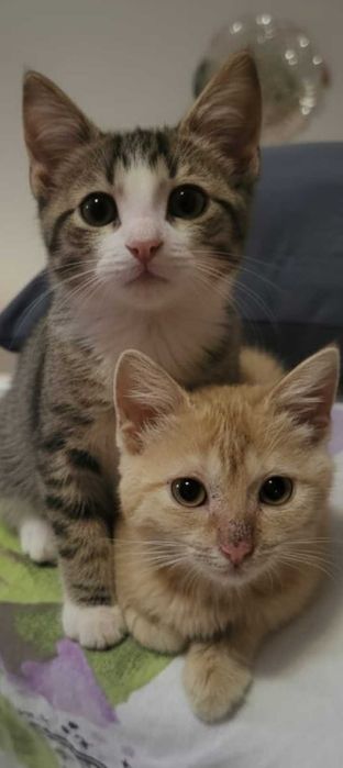 Бесплатно котята девочка и мальчик