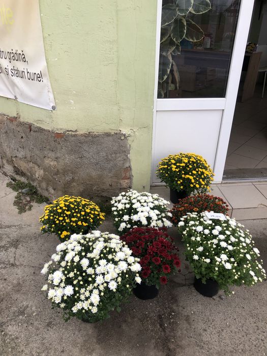 De vanzare crizanteme