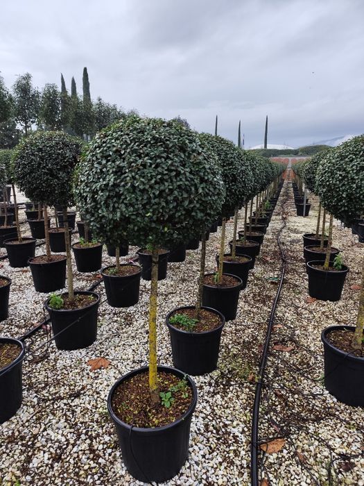 Plante ornamentale calitate superioara