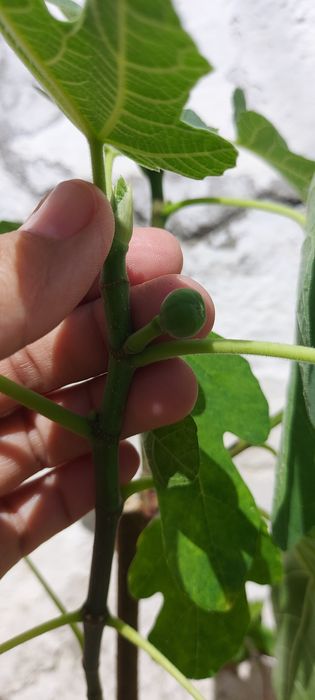 Продам инжир в горшке с плодами