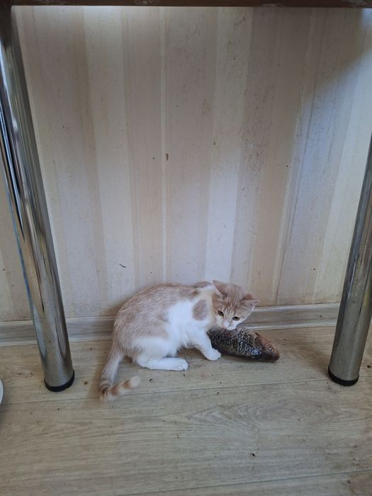 Митя ищет добрых хозяев.