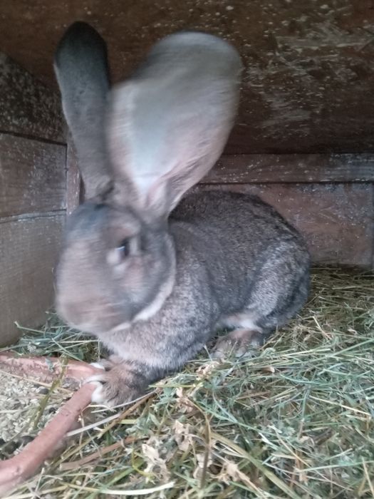 Urias gri German mascul