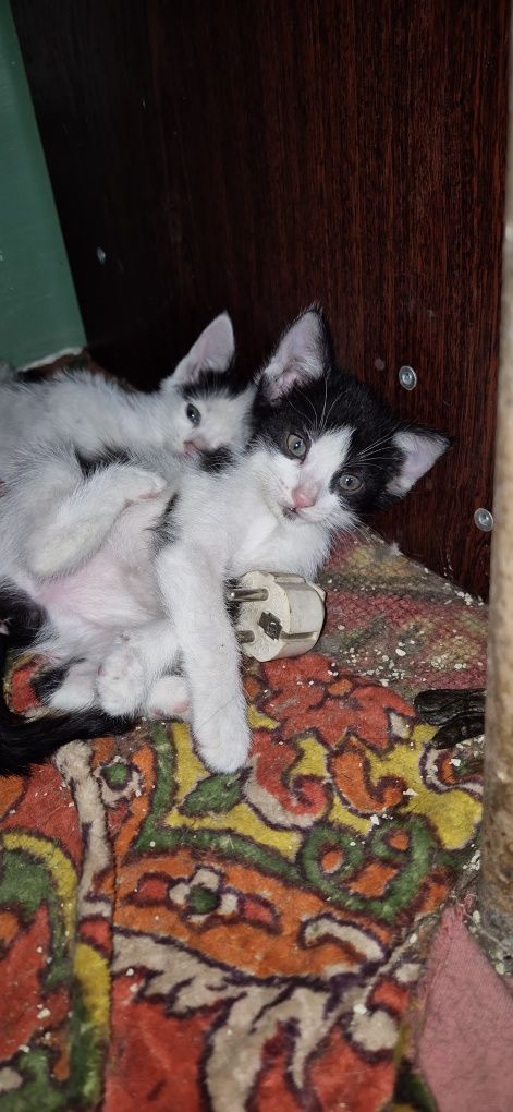 Котёнок бесплатно