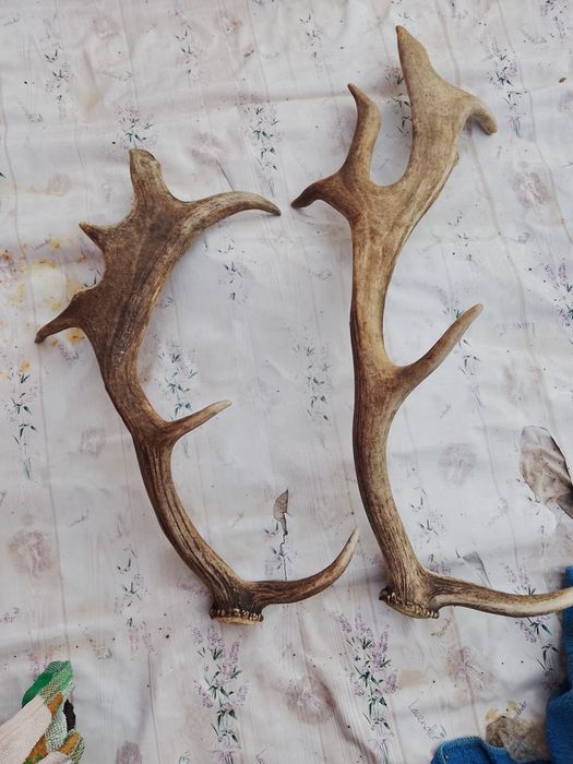 Coarne cerb lopătar