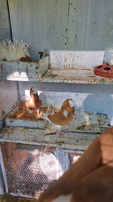 Продавам гълъби.